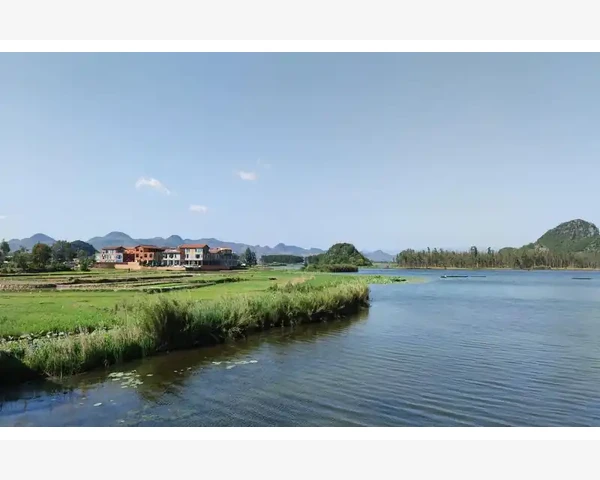 中医养生：调理花茶的魅力